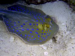 Blue Spotted Ray in Ras Mohammed, Egypt by Ryan Stafford 